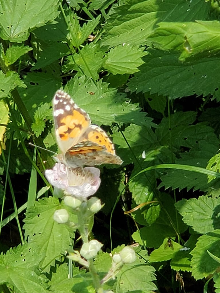 Painted Lady butterfly with orange and white patterned wings resting on a delicate white flower surrounded by green foliage